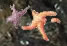 Starfish are found in many sizes and colors clinging to the rocks